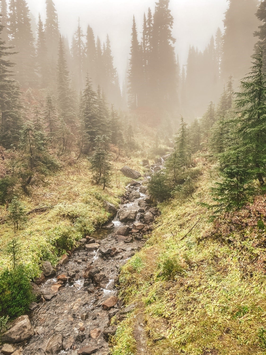 7 Easy Mt Rainier Hikes for Beginners (2025)
