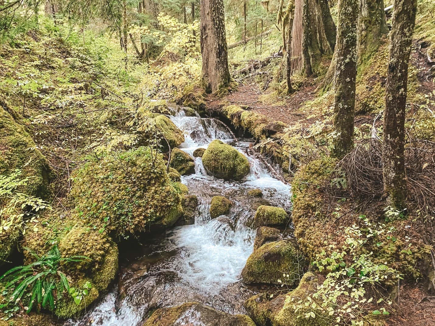 7 Easy Mt Rainier Hikes for Beginners (2025)