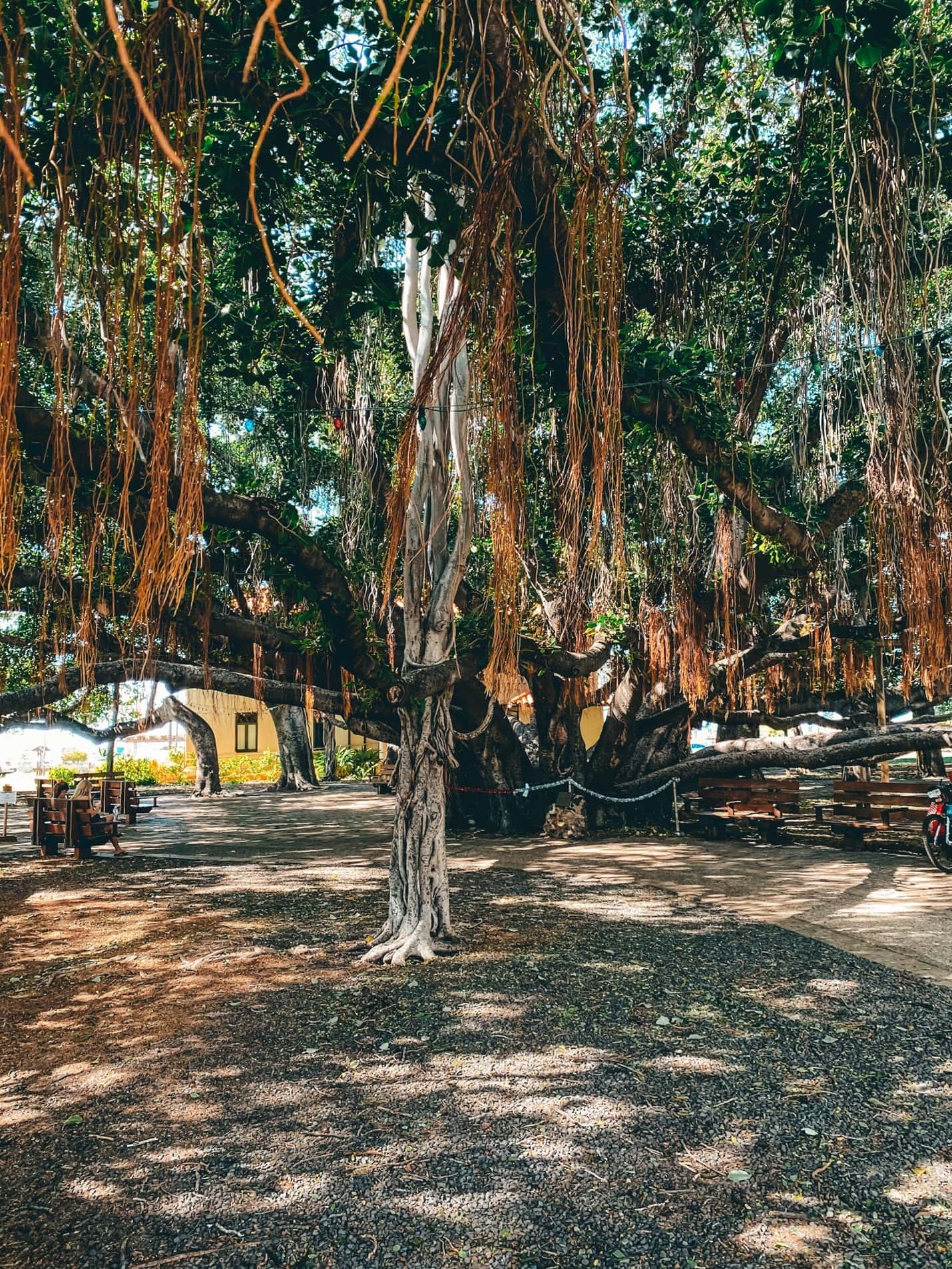 Guide To One Day In Lahaina Old Town, Maui Hawaii