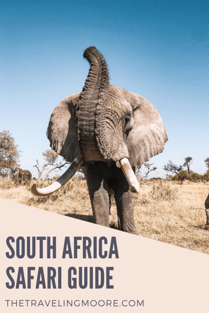 South Africa Safari Guide