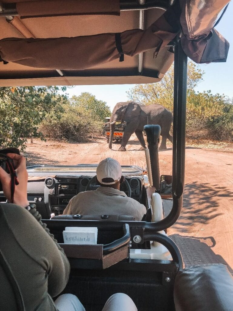 Elephant crossing on safari