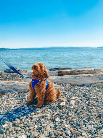 dog on beach on camano island washington