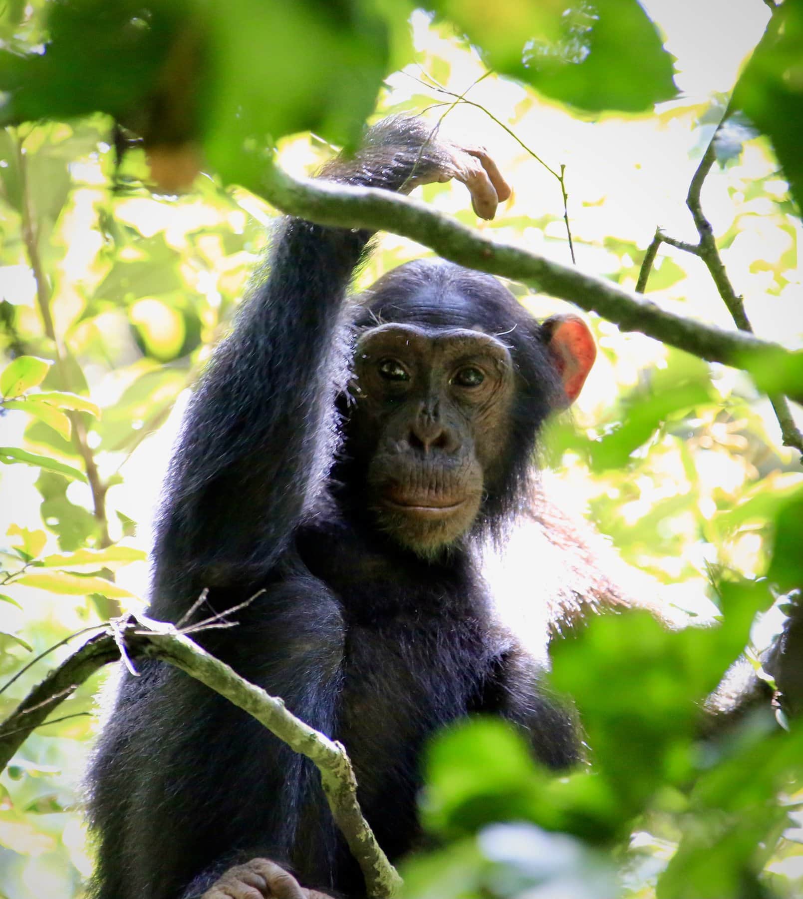 Guide to Chimpanzee Trekking in Uganda: What to Expect