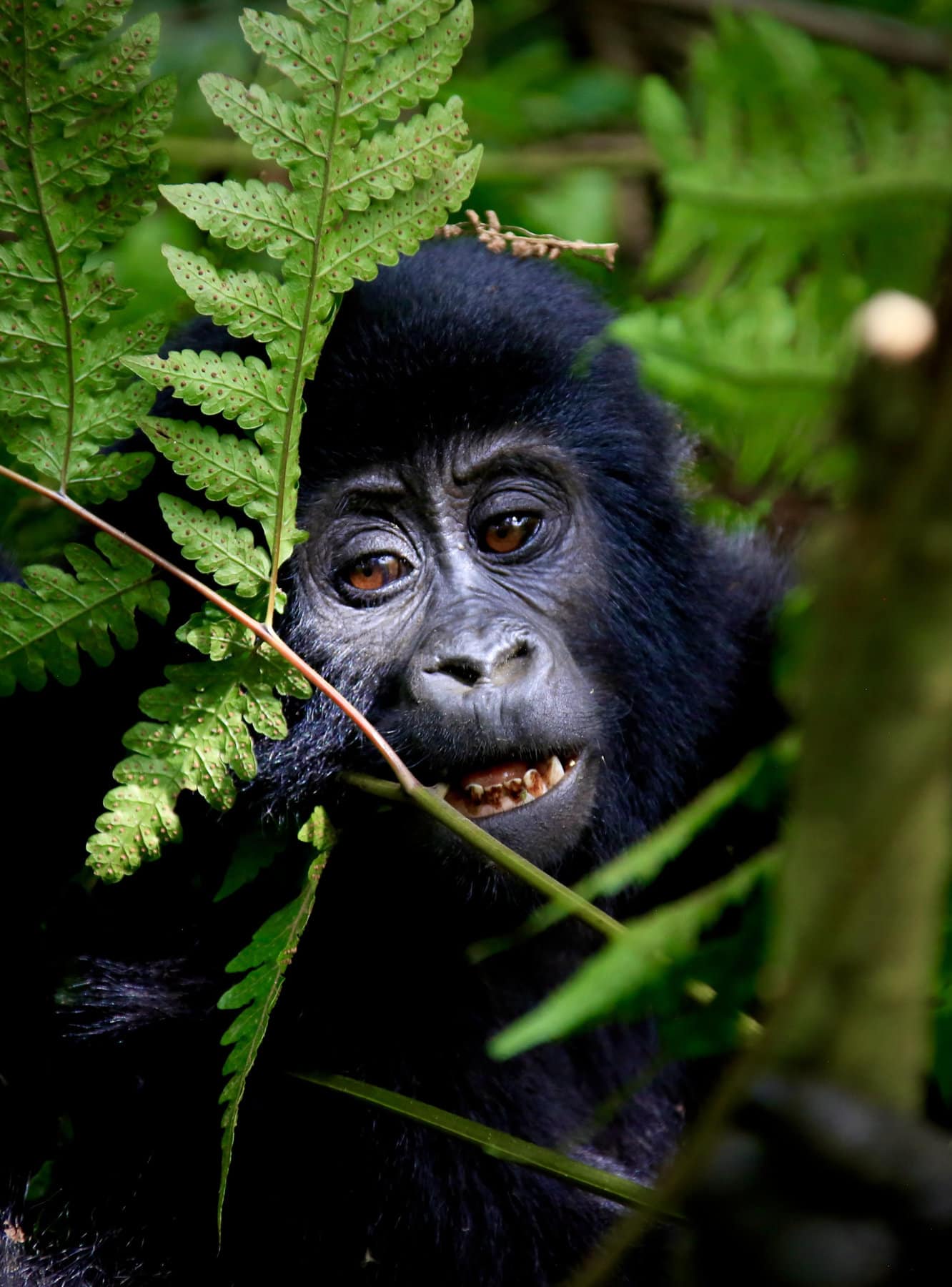 Three Day Gorilla Trekking Uganda Itinerary and travel Guide