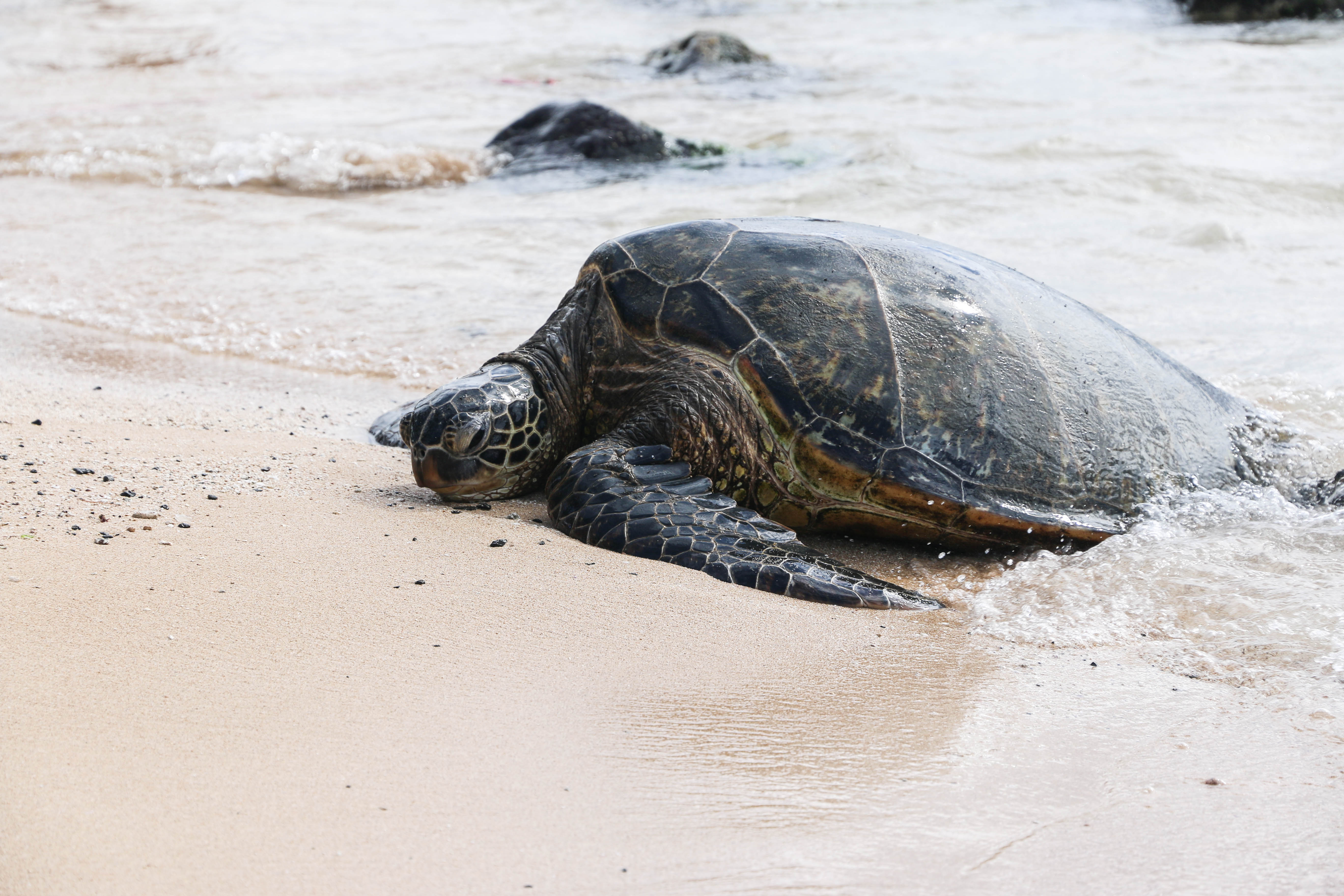Large hawaiian sea turtle at Lanikea beach in the north shore of Oahu