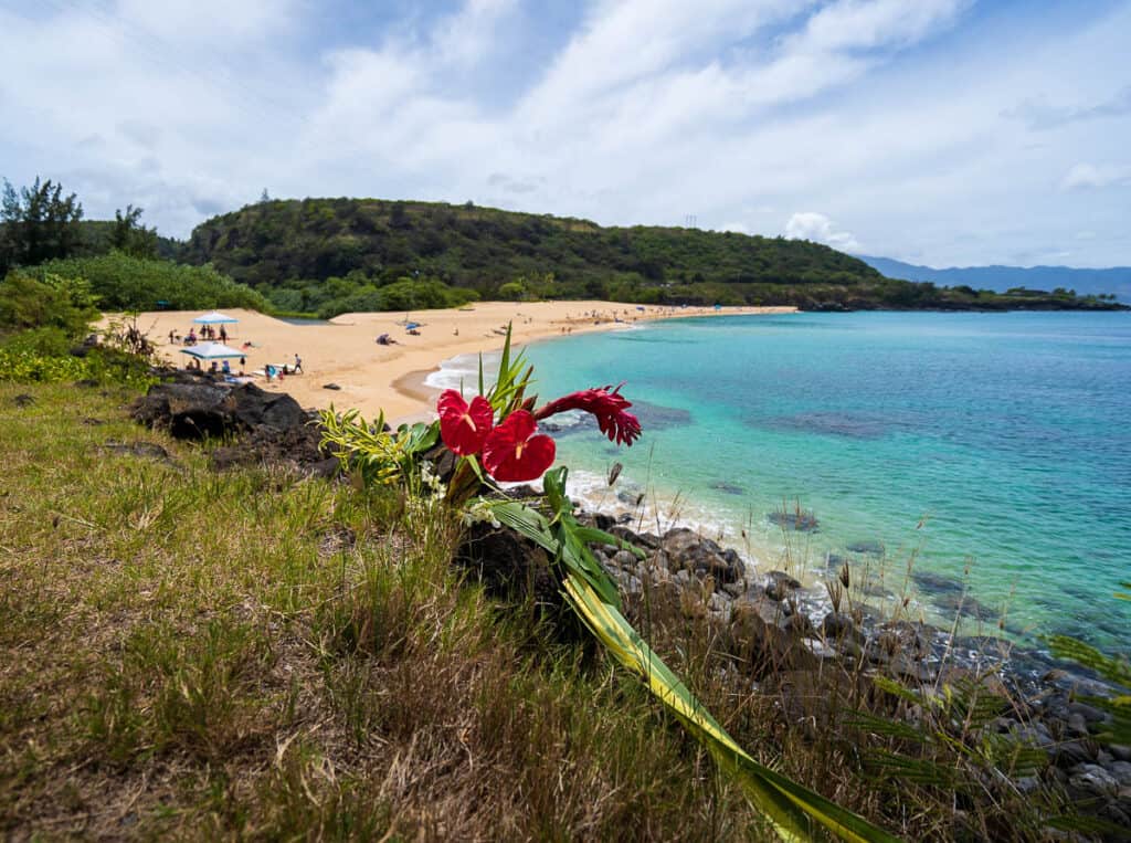 View of Waimea beach on the north shore of oahu. There is a red flower in the foreground and the beach and ocean in the background
