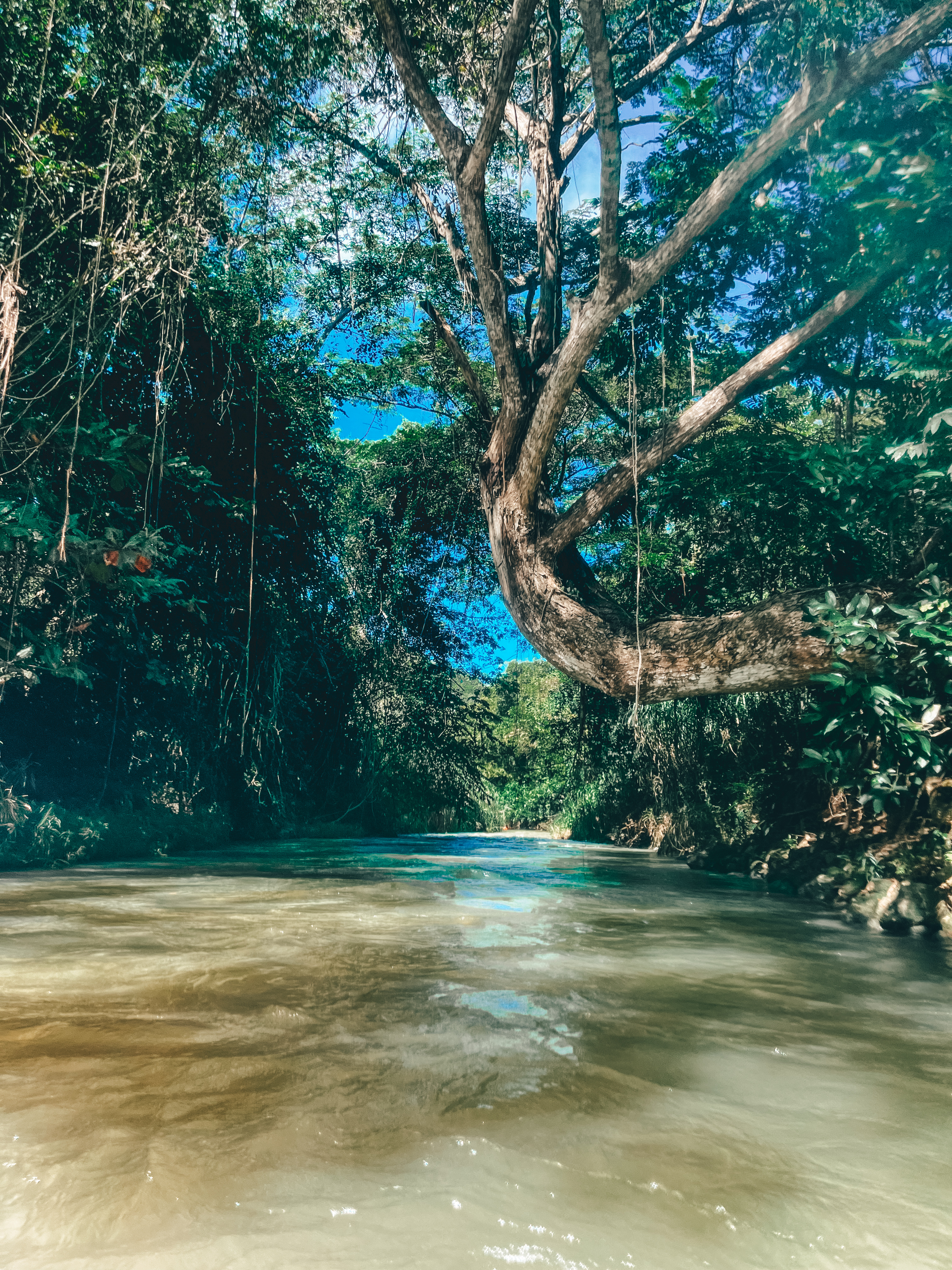 A serene river gently flows through a lush jungle in Falmouth, Jamaica, with sunlight filtering through the dense canopy and reflecting off the water's surface, while a large, twisted tree with hanging vines anchors the scene