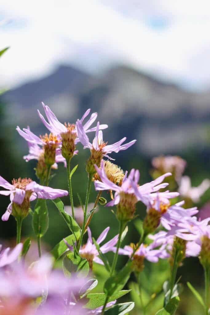 Flowers at Mount Rainier