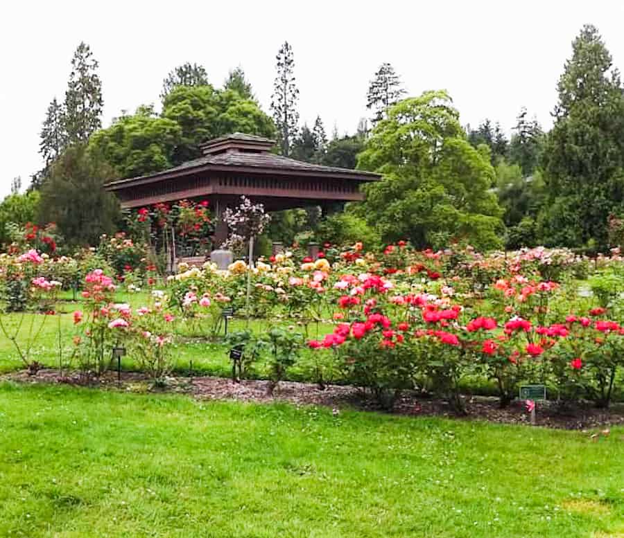Rose Garden at Point Defiance park in Tacoma with roses, green grass, and a pagoda