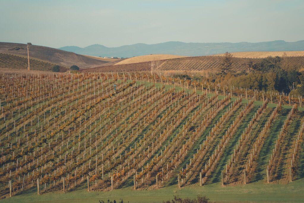 A View of a Vineyard in Napa Valley