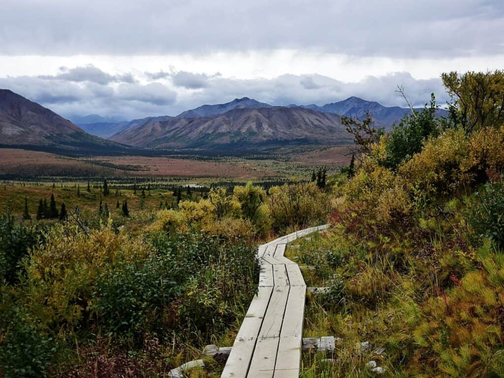 A wooden boardwalk meandering through the colorful autumn tundra of Denali National Park near Anchorage, Alaska. The vast, open landscape features rolling mountains and a cloudy sky, conveying a sense of wild, natural beauty