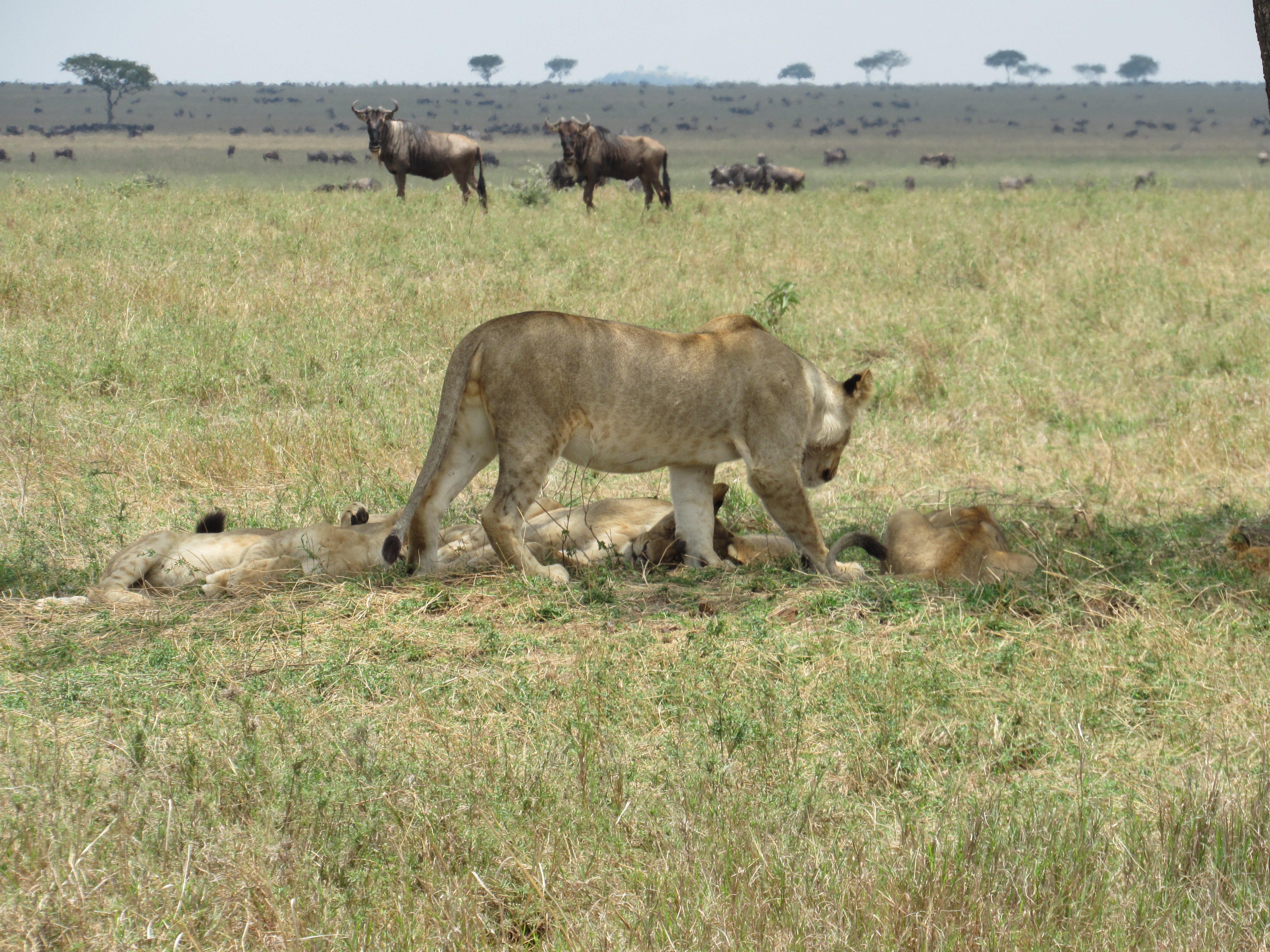 Alt text: "A pride of lions resting in the grass of the Serengeti in Tanzania, with a curious lioness approaching, while a herd of wildebeest roam in the background, depicting a serene yet wild scene on the African savanna