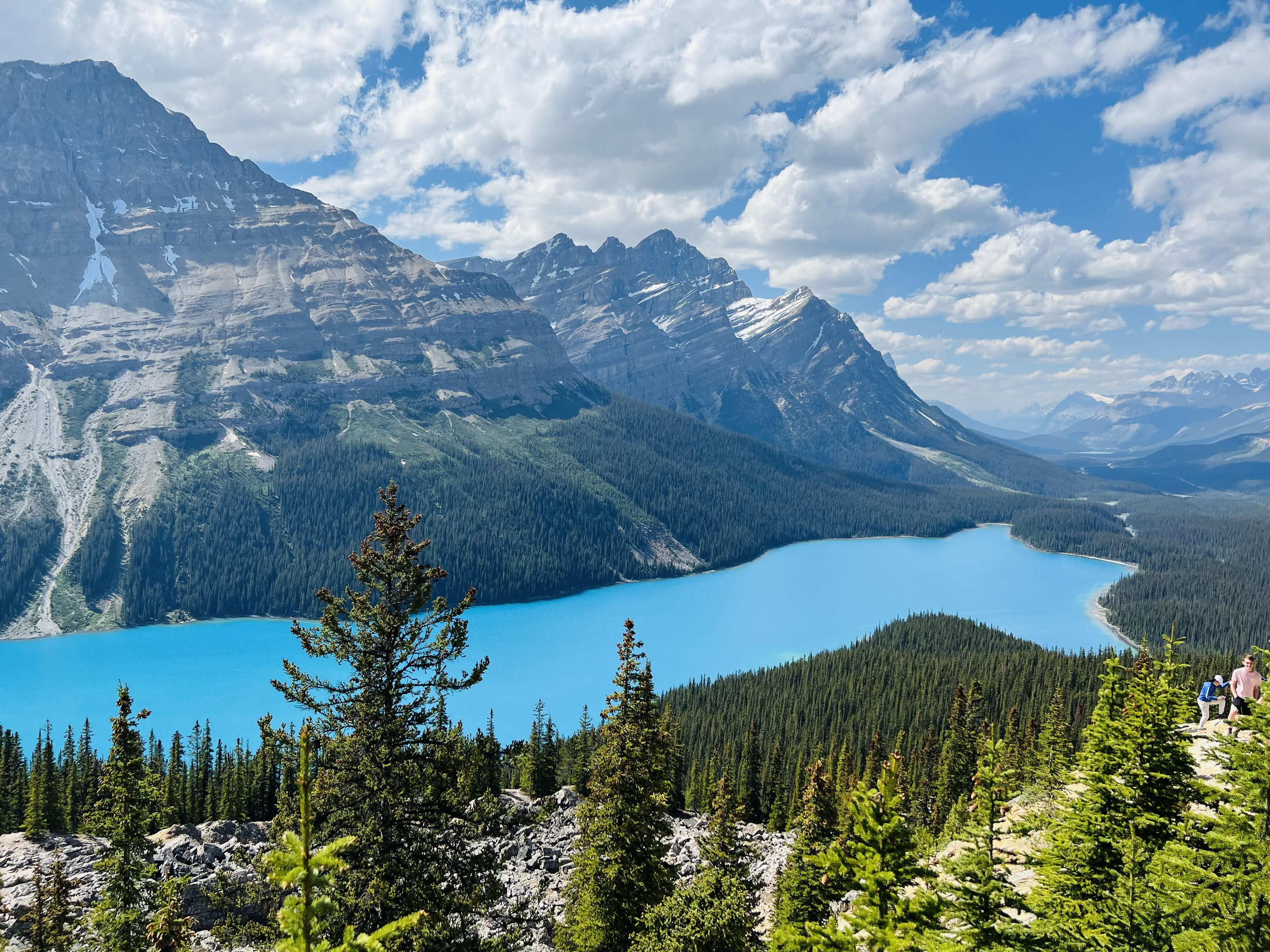 Vibrant turquoise waters of Peyto Lake in Banff National Park, Canada, with a lush coniferous forest in the foreground and majestic snow-capped Rocky Mountains under a bright blue sky dotted with fluffy clouds.