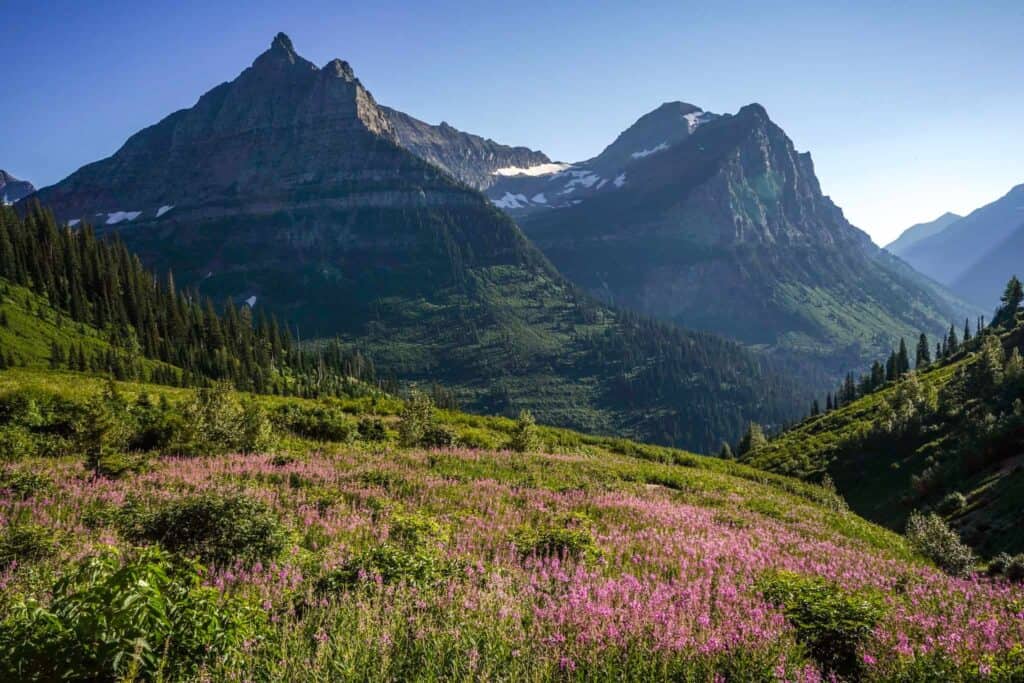 Majestic mountain peaks of Glacier National Park rising above a vibrant field of wildflowers. The lush greenery and blooming purple flowers create a stunning natural contrast under the clear blue sky
