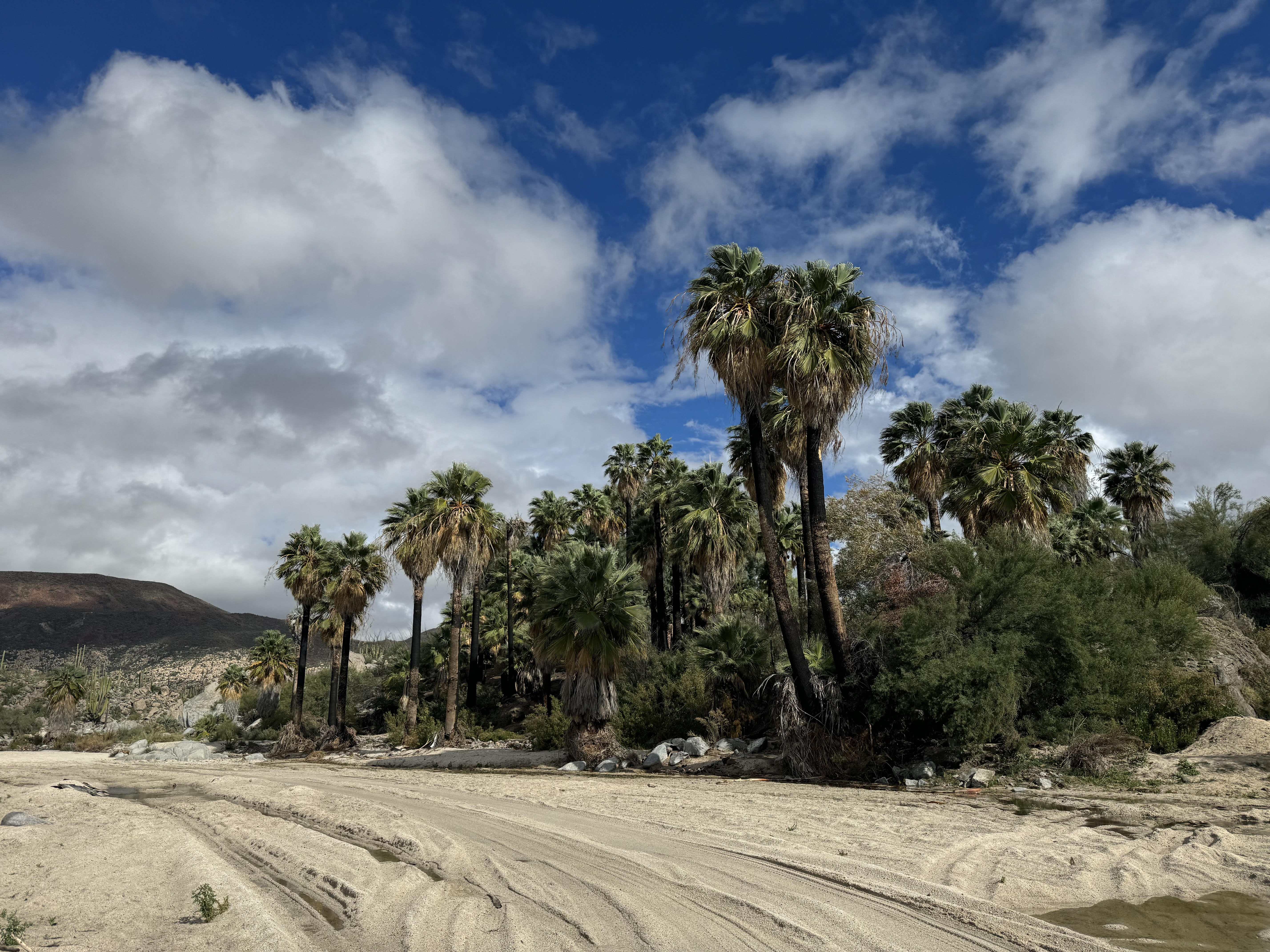 A desert oasis landscape with tall palm trees clustered along a sandy track, under a dramatic sky filled with fluffy white clouds, with a backdrop of arid mountainous terrain