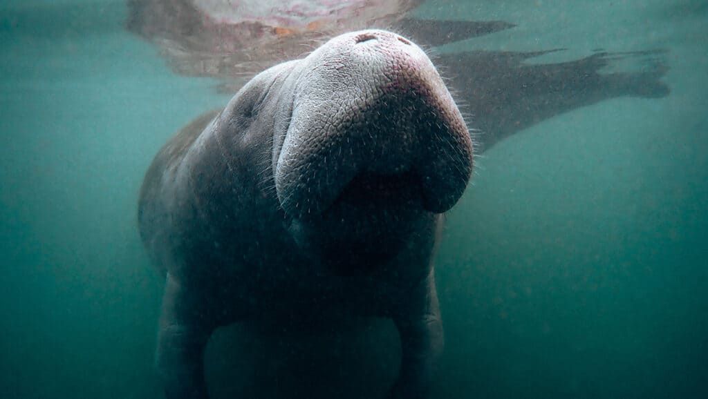 Close-up underwater view of a gentle manatee in Crystal River, Florida, with its distinctive snout facing the camera, creating a serene and intimate encounter with this majestic sea creature.