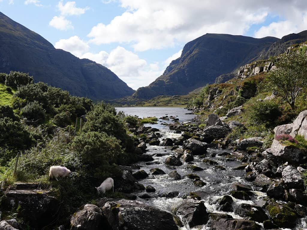 A tranquil Irish landscape in July, showcasing a bubbling stream leading to a lake, with fluffy white sheep grazing nearby, amid the lush greenery and rugged hills under a partly cloudy sky.