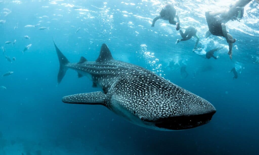 A whale shark gracefully swimming in the clear blue waters of Isla Mujeres, Mexico, with small fish visible in the background and silhouettes of snorkelers floating near the surface, highlighting the majestic wildlife encounter.