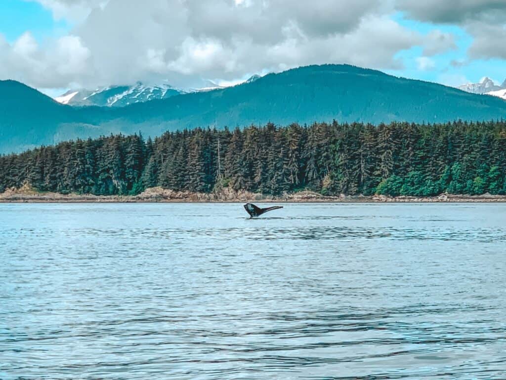 A humpback whale mid-breaching against the stunning backdrop of Alaska’s lush forests and mountain ranges
