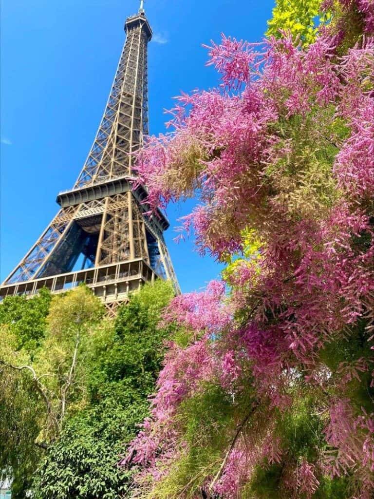 A vibrant view of the Eiffel Tower in Paris, France, framed by lush green trees and blooming pink flowers. The iconic iron structure stands tall against a clear blue sky, capturing the beauty of a sunny day in the French capital. The colorful foreground enhances the picturesque and romantic atmosphere of this famous landmark.