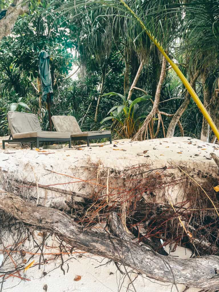 Two beach loungers positioned on an eroded sandy beach under the shade of dense tropical foliage in the Maldives. The foreground shows exposed tree roots and red soil, highlighting the erosion, while the loungers offer a serene spot for relaxation amidst the natural surroundings