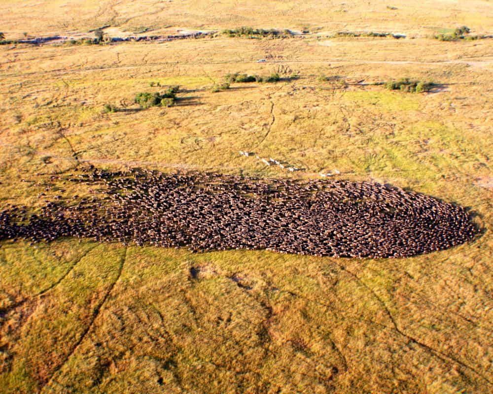Aerial view of the Great Migration in Kenya, showcasing a vast herd of wildebeest moving across the grasslands. The dense cluster of animals forms a distinct, dark shape against the golden terrain, with scattered trees and shrubs dotting the landscape. This natural phenomenon highlights the dramatic scale and movement of wildlife in the African savannah.