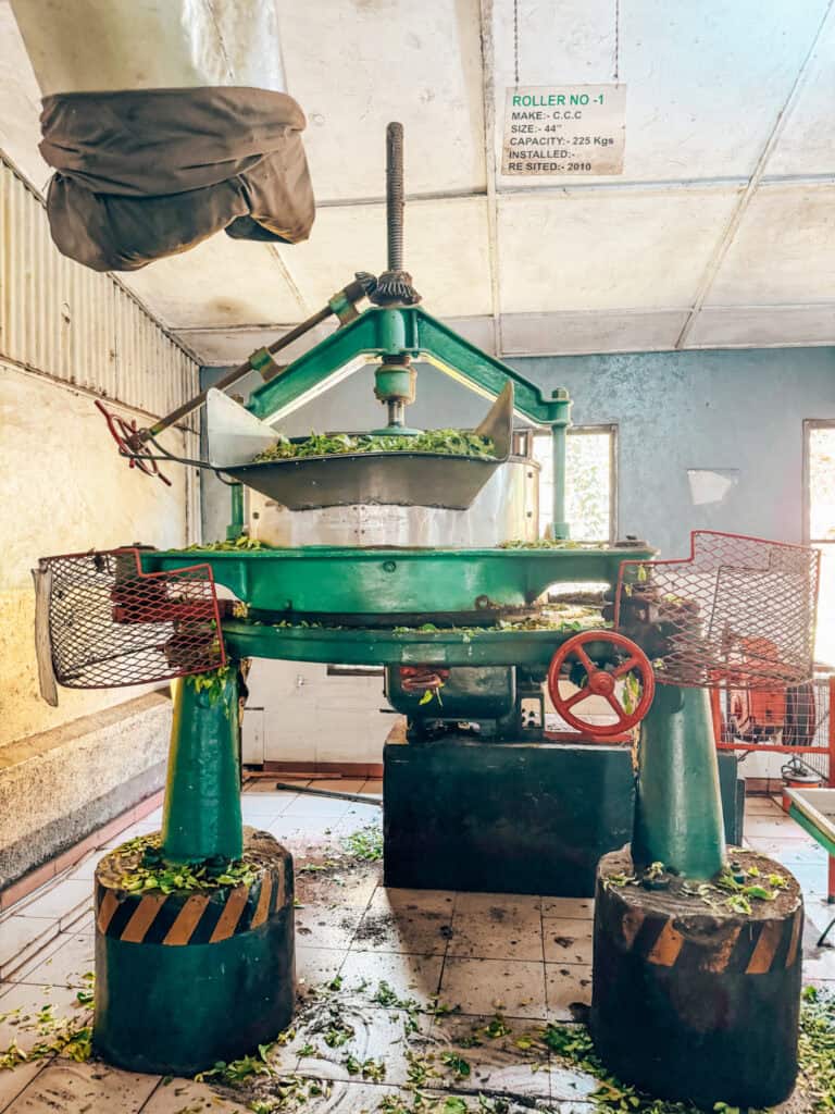 A tea processing machine in a factory with green metal parts and red control wheels, surrounded by loose tea leaves on the floor