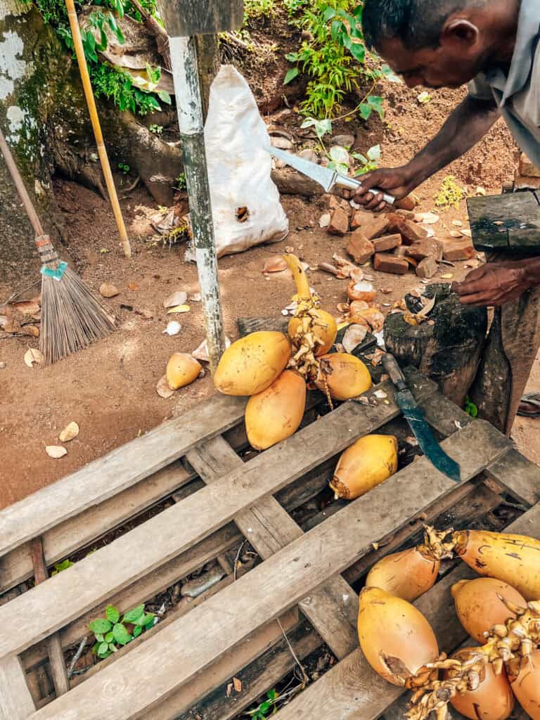 A man cutting open yellow king coconuts with a knife, surrounded by coconuts and tools on the ground in an outdoor setting.