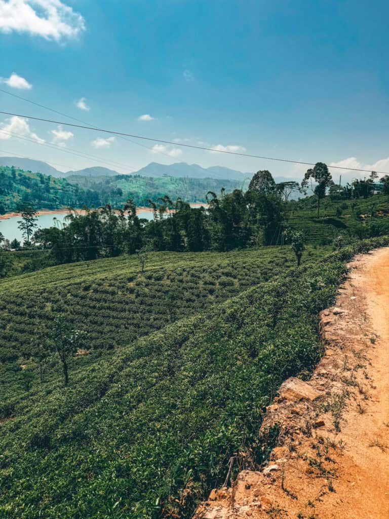 Scenic view of lush green tea fields with a dirt path winding through, set against a backdrop of hills and a blue sky in Sri Lanka.