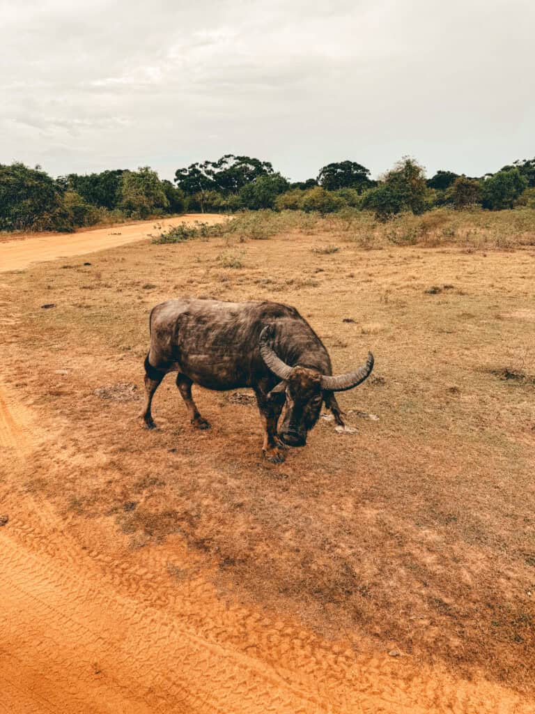 A water buffalo standing on a dry, grassy landscape with a dirt road and green bushes in the background