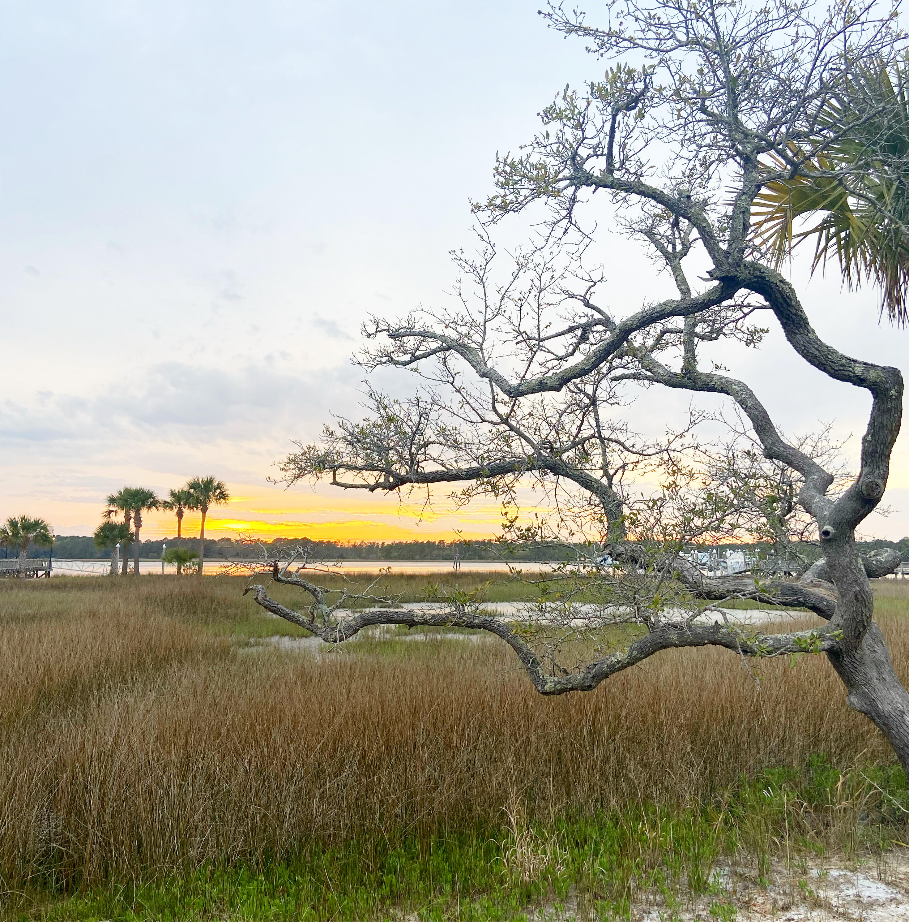 A peaceful marshland scene in Charleston, South Carolina, at sunset, featuring a gnarled tree branch extending over the golden grasses. Palm trees dot the horizon as the sky glows with soft yellow and orange hues, reflecting off the tranquil water.