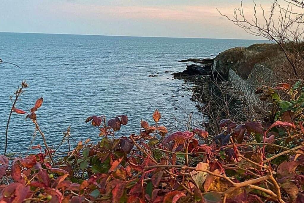 A coastal view in Newport, Rhode Island, featuring a rocky shoreline and the calm expanse of the ocean under a pastel-colored sky. Foreground vegetation with autumnal hues adds a touch of vibrant color to the serene scene.