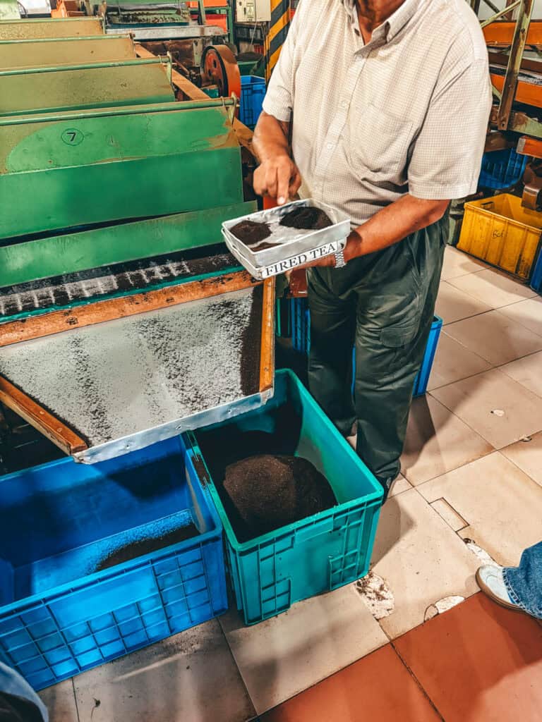 A person demonstrating the processing of tea leaves in a tea factory. The image shows a tray labeled "Fired Tea" with tea leaves being sorted over large bins and machinery in the background.