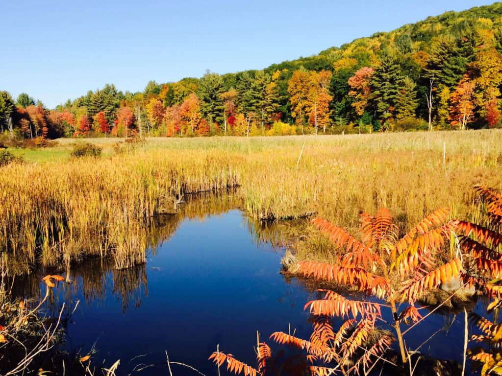 A tranquil pond surrounded by tall grasses and vibrant autumn foliage in Vermont. The clear blue water reflects the colorful trees, creating a picturesque scene that captures the essence of fall.