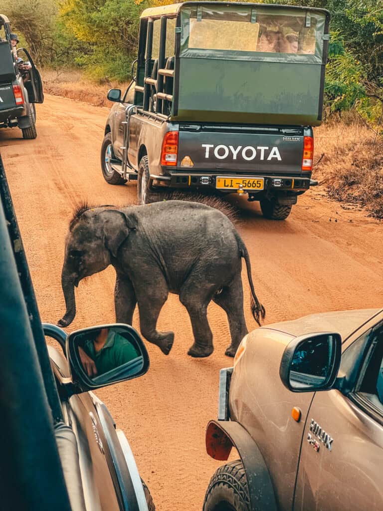 A young elephant walks across a dirt road during a safari, surrounded by off-road vehicles, including Toyota Land Cruisers. The scene captures the elephant in motion, set against the backdrop of a dry, scrubby landscape.