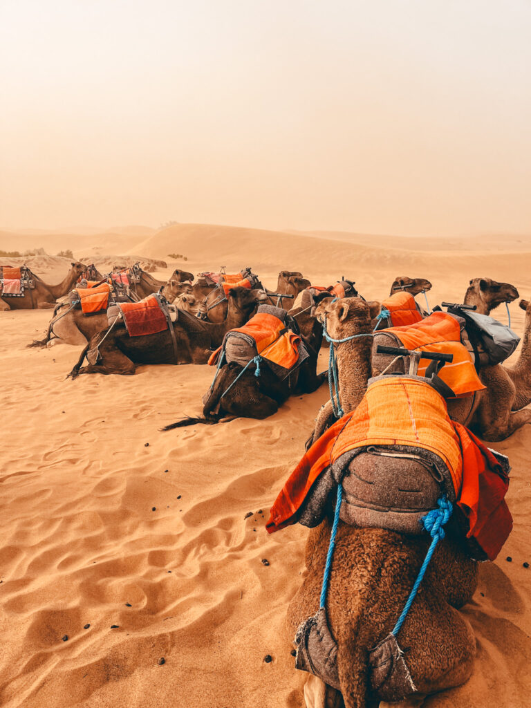 This image shows a group of camels resting on golden desert sand, adorned with orange blankets and blue ropes, ready for a ride. The background features expansive sand dunes under a hazy, warm sky, evoking the ambiance of a serene desert landscape.