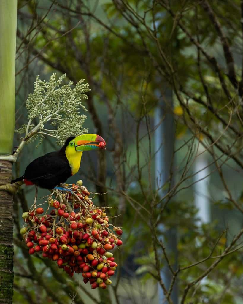 Toucan Eating Fruits