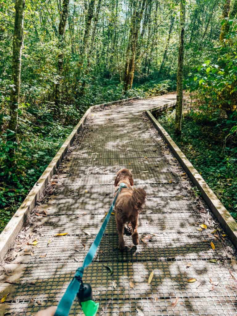 View from behind of a person walking a curly-haired brown dog on a leash along a wooded boardwalk trail. The path winds through a lush green forest with dappled sunlight filtering through the trees, creating a peaceful, nature-filled setting.